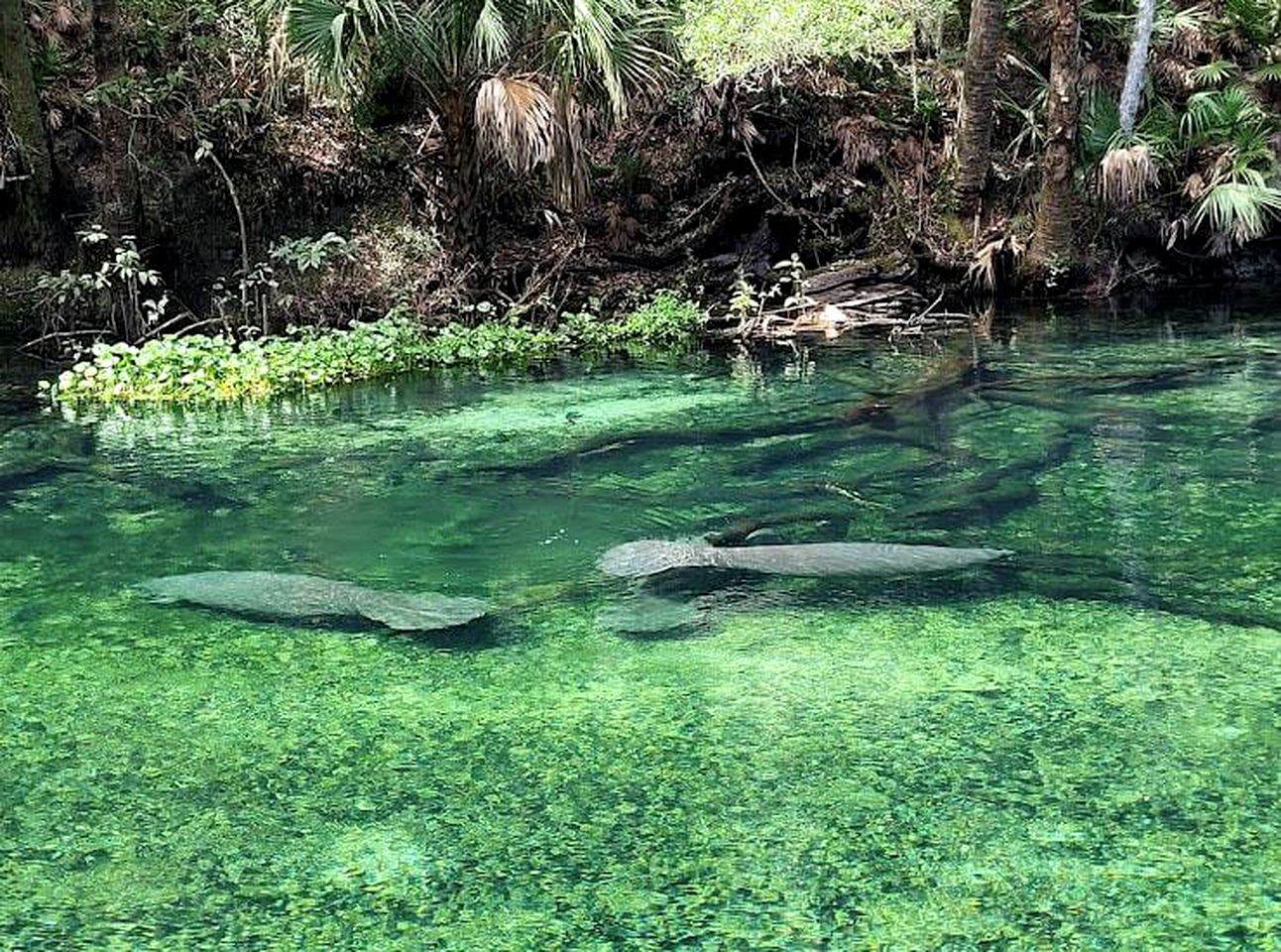 Charming Lakefront Room with Private Porch & Canoe Rentals Near Lake Helen, Florida