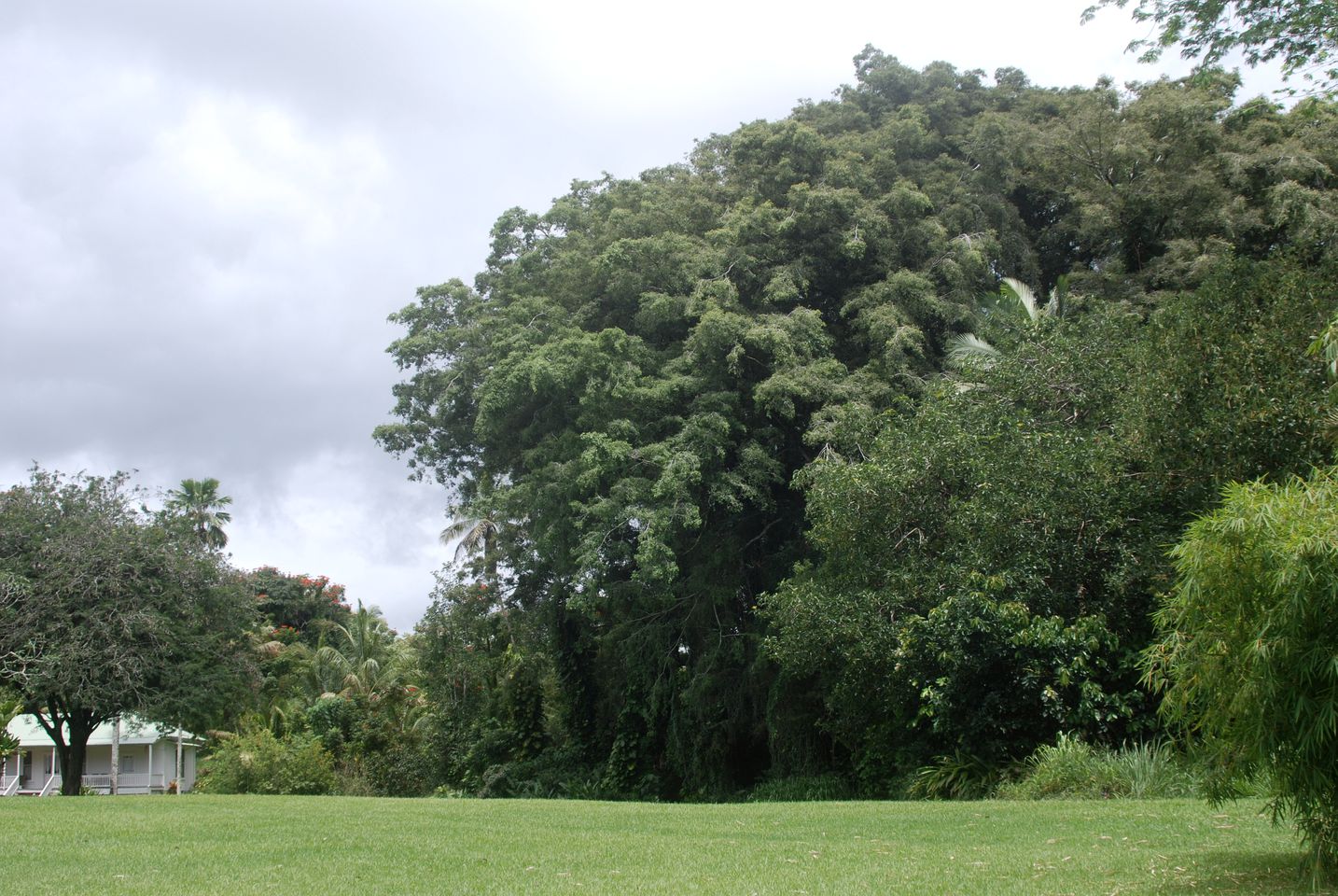 Historic Villa Rental with Amazing Tropical Gardens in Keaau, Hawaii