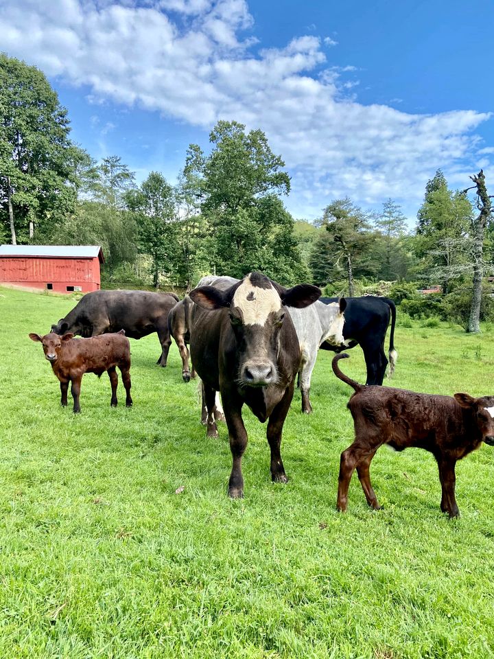 Cottage Charm: Unwind with Your Family in Lake Toxaway, NC