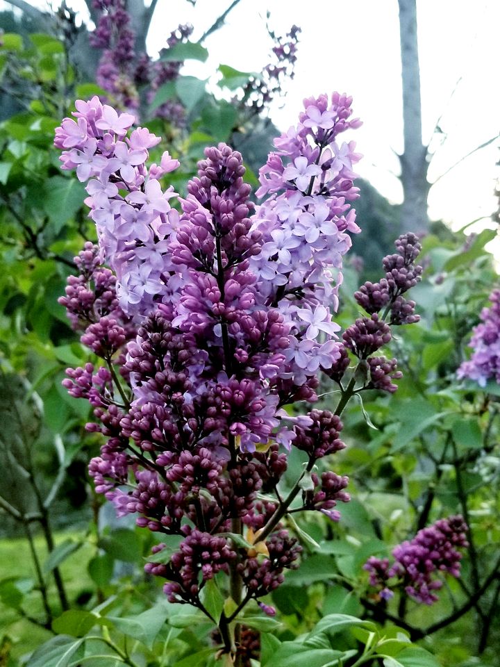 Charming Cottage Rental with Fabulous Views of the Trinity River in Northern California