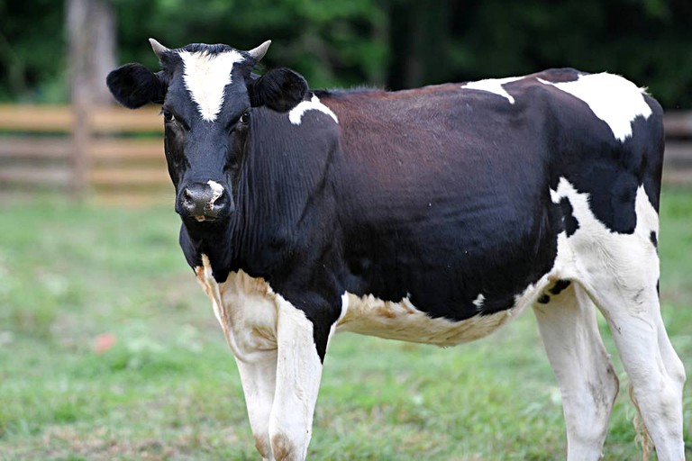 Barns (Washington, Arkansas, United States)