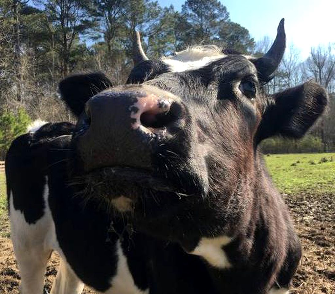 Charming Converted Barn Rental for Family Getaway in Washington, Arkansas