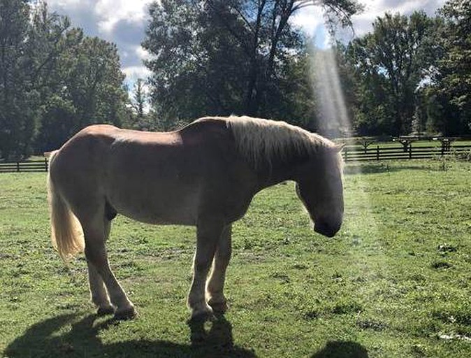 Barns (Washington, Arkansas, United States)