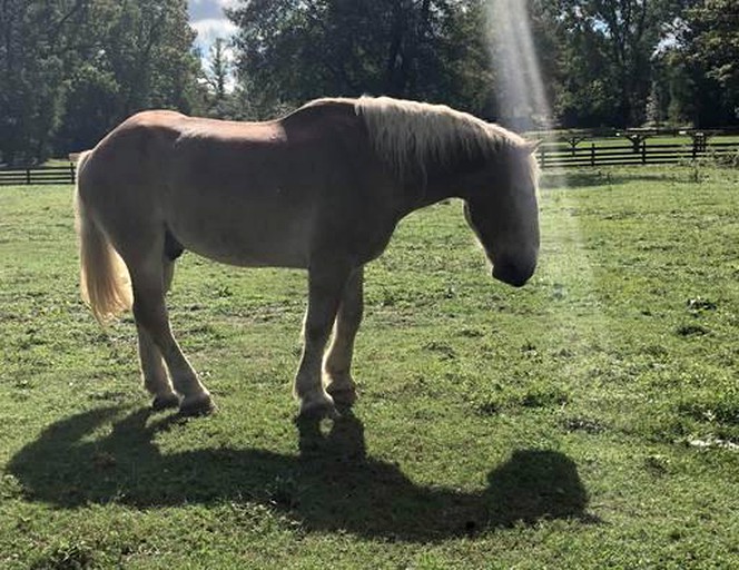 Log Cabins (Washington, Arkansas, United States)