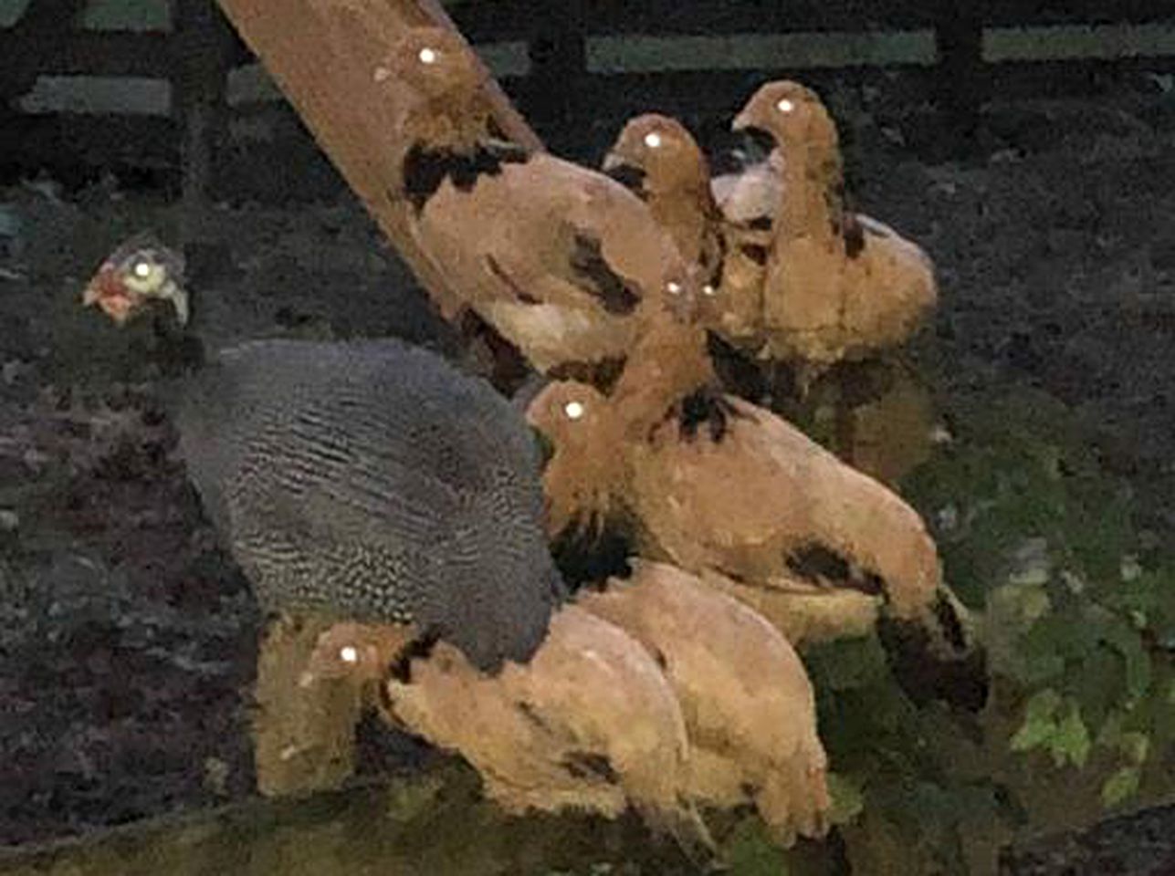 Romantic Log Cabin Getaway on a Farm near Texarkana, Arkansas