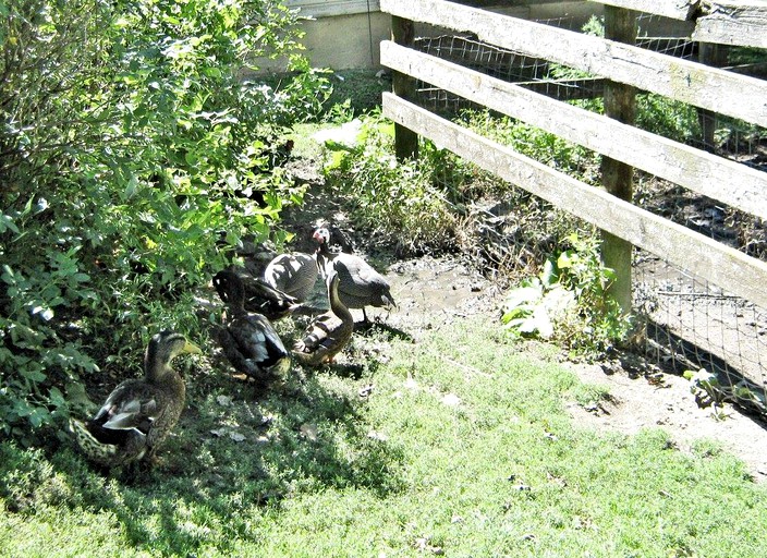 Cabins (Lanesboro, Minnesota, United States)
