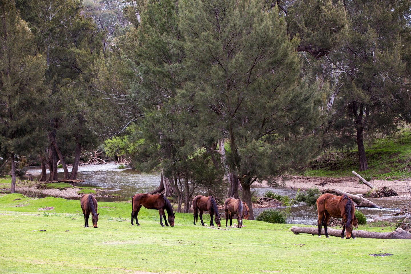 Countryside Cabin Rental near the Blue Mountains and Mudgee, New South Wales