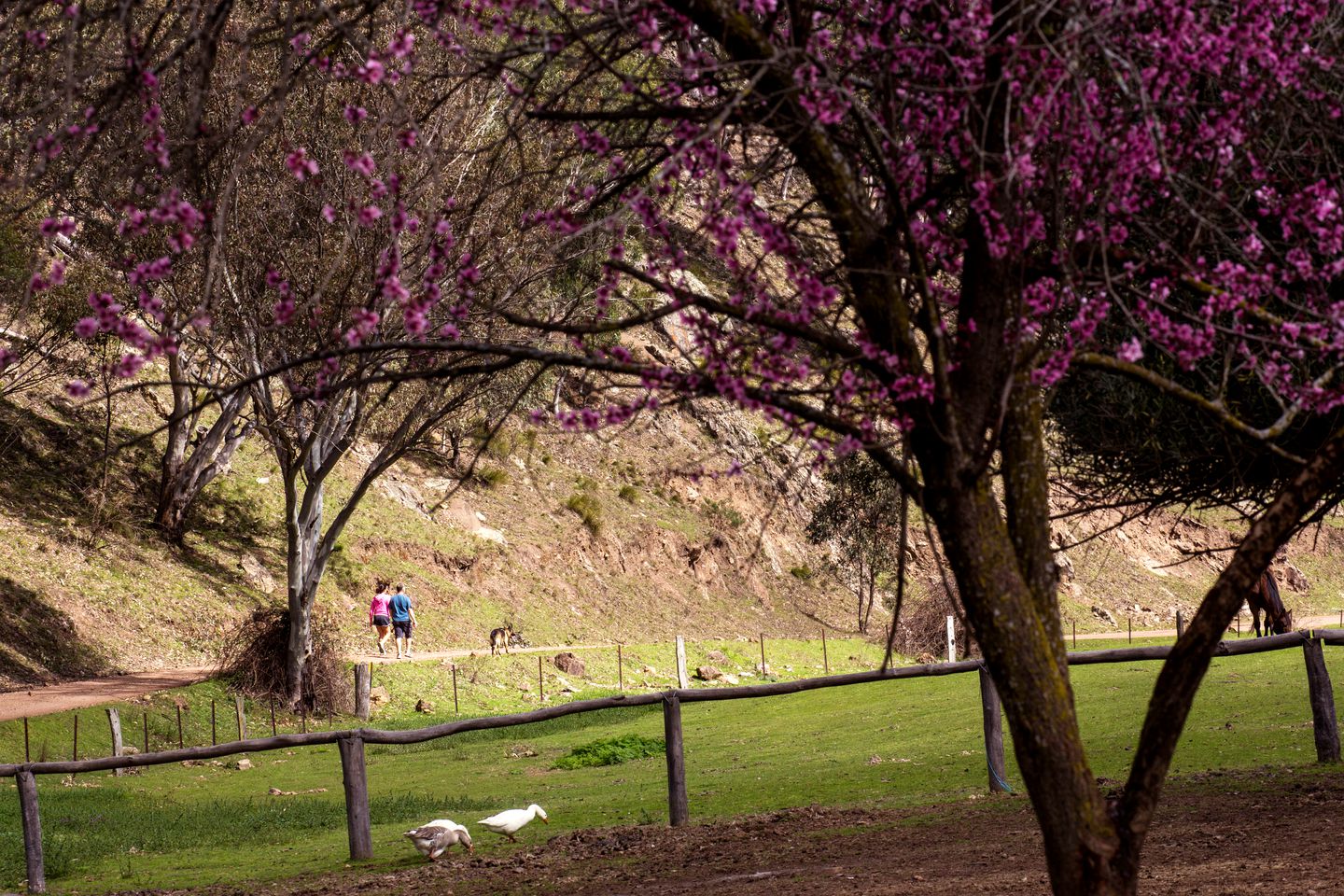 Countryside Cabin Rental near the Blue Mountains and Mudgee, New South Wales
