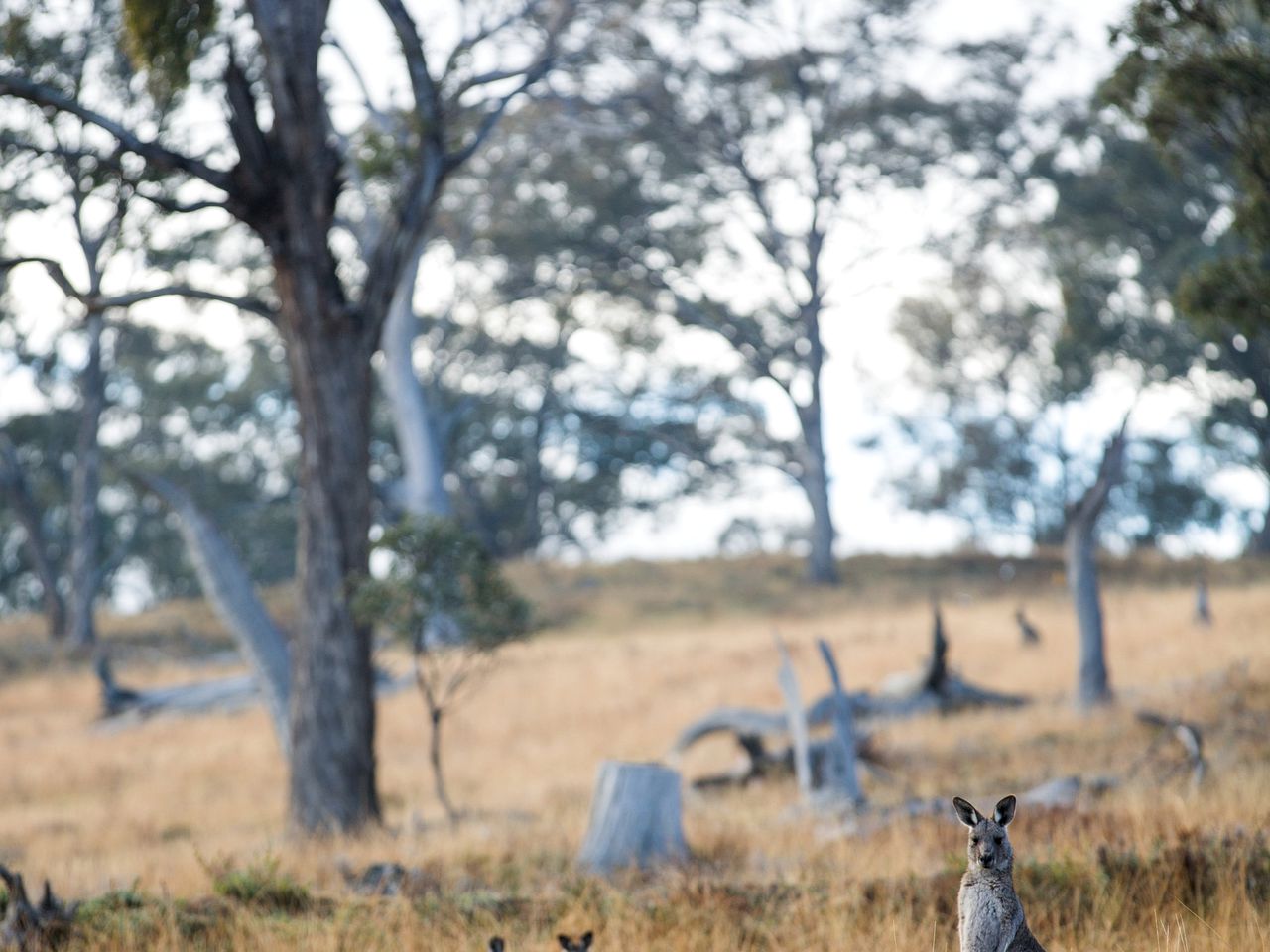 Countryside Cabin Rental near the Blue Mountains and Mudgee, New South Wales