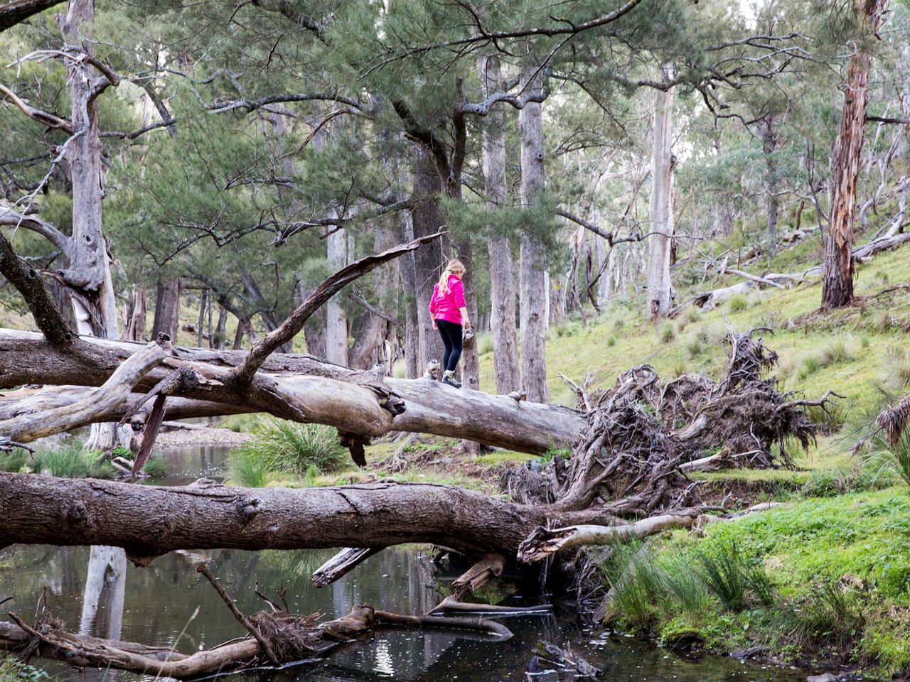 Countryside Cabin Rental near the Blue Mountains and Mudgee, New South Wales