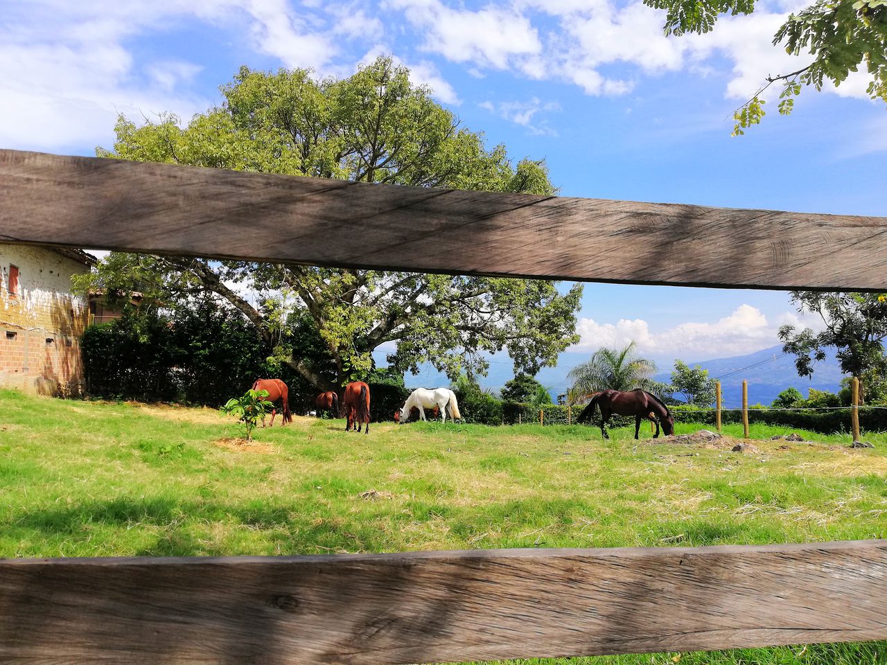 Countryside Cottage with Horses Overlooking a Valley near Támesis, Antioquia, Colombia