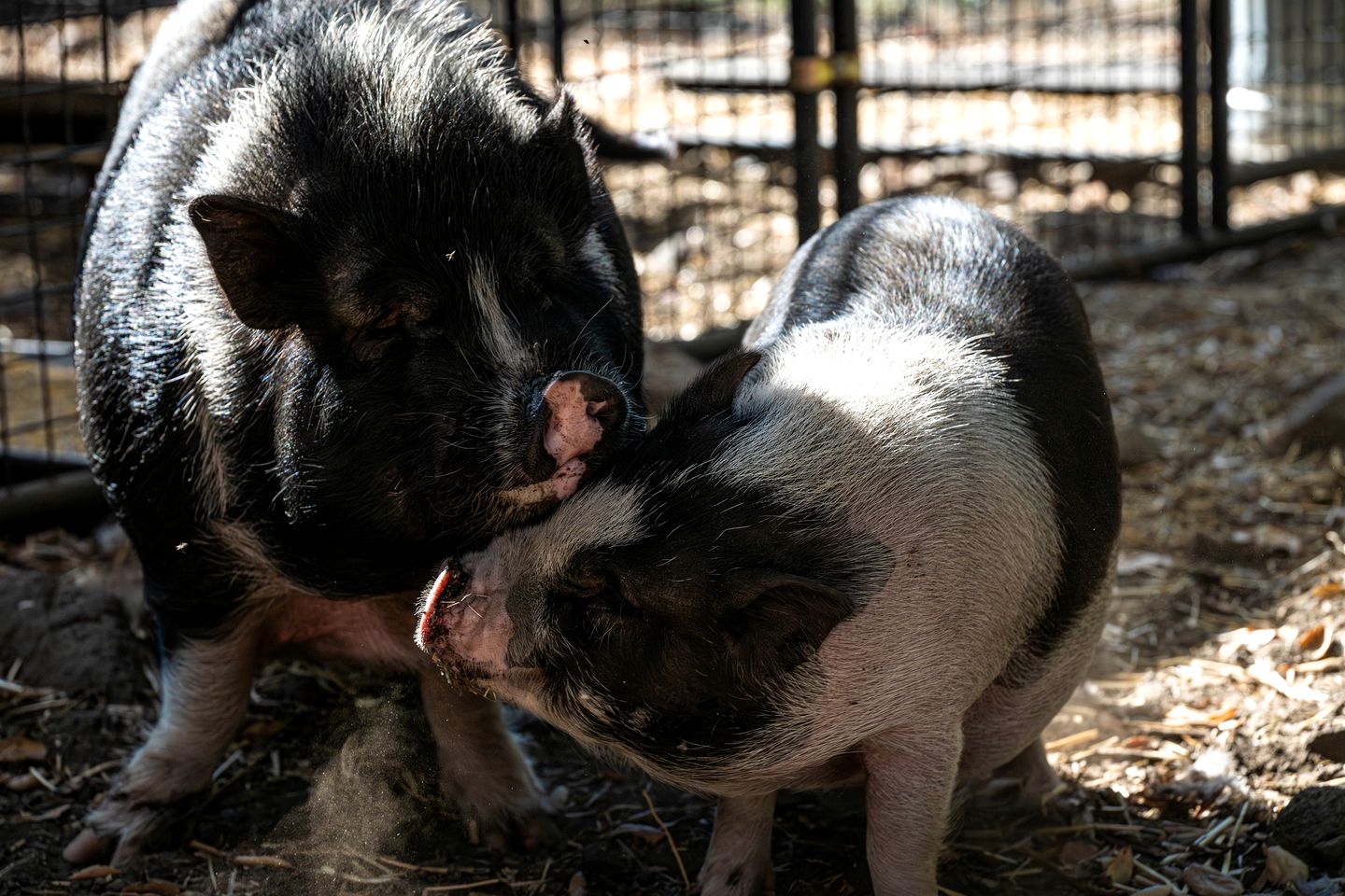 Cozy Bell Tent with Valley Views and Off-Grid Glamping near Palomar Mountain California