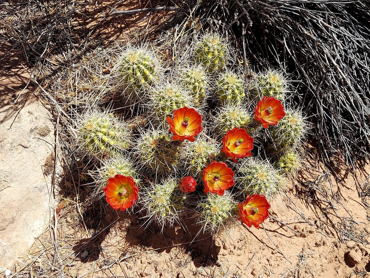 Cozy Cabin in Escalante, Utah - Amazing Glamping Spot for Exploring Canyons and National Parks