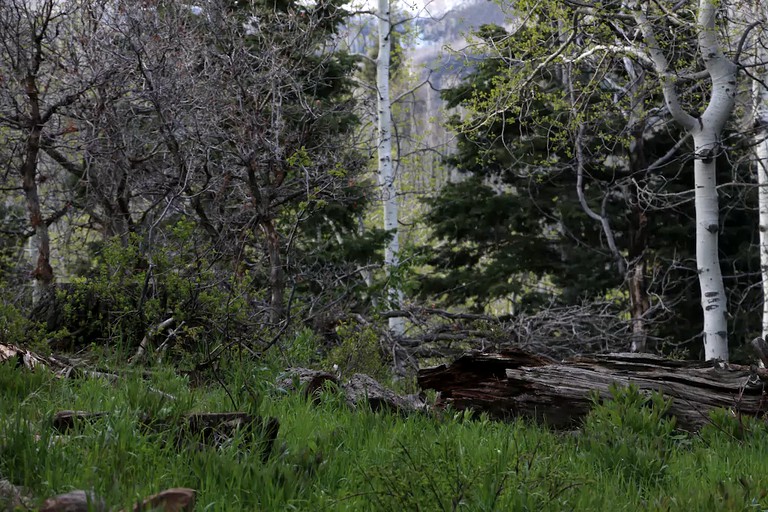 Log Cabins (Coalville, Utah, United States)