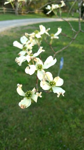 Cabins (United States of America, Kodak, Tennessee)