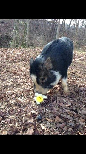 Cabins (United States of America, Kodak, Tennessee)