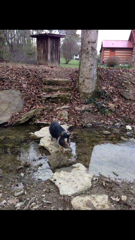 Tranquil Cabin with Hot Tub & Creek Views Near Bass Pro, Kodak Tennessee