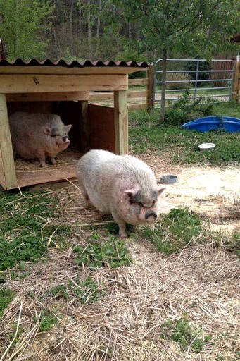 Cabins (United States of America, Kodak, Tennessee)