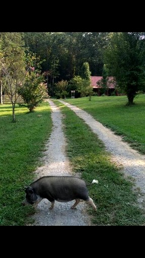 Cabins (United States of America, Kodak, Tennessee)