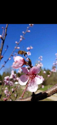 Cabins (United States of America, Kodak, Tennessee)