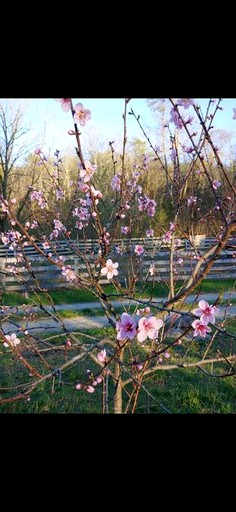Cabins (United States of America, Kodak, Tennessee)