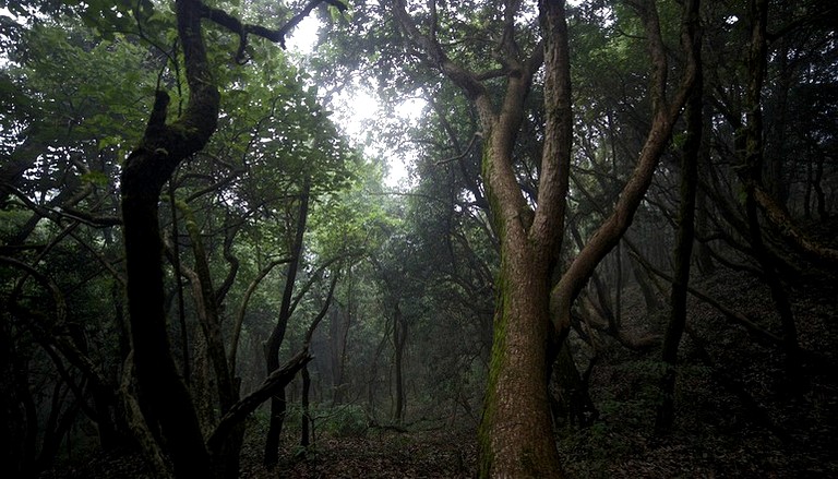 Nature Lodges (Gurgaon, Haryana, India)