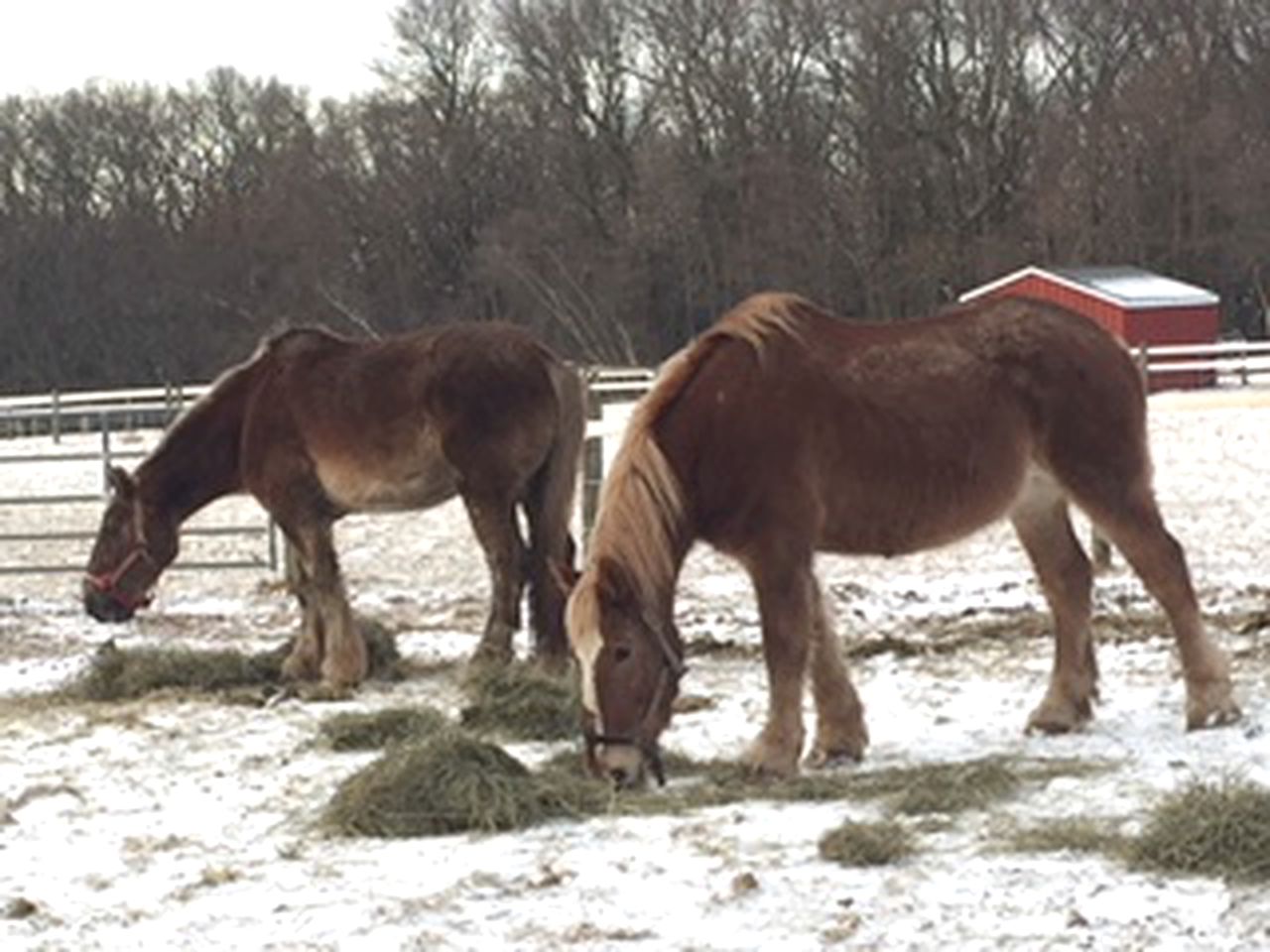 Cozy Farm Stay Room with Large Deck in Allentown, Pennsylvania