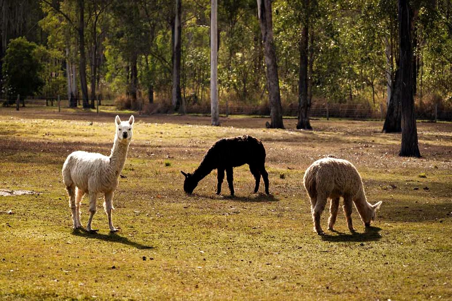 Cozy Farmstay Tiny House with Wildlife Encounters and Pool Near Bundaberg, QLD
