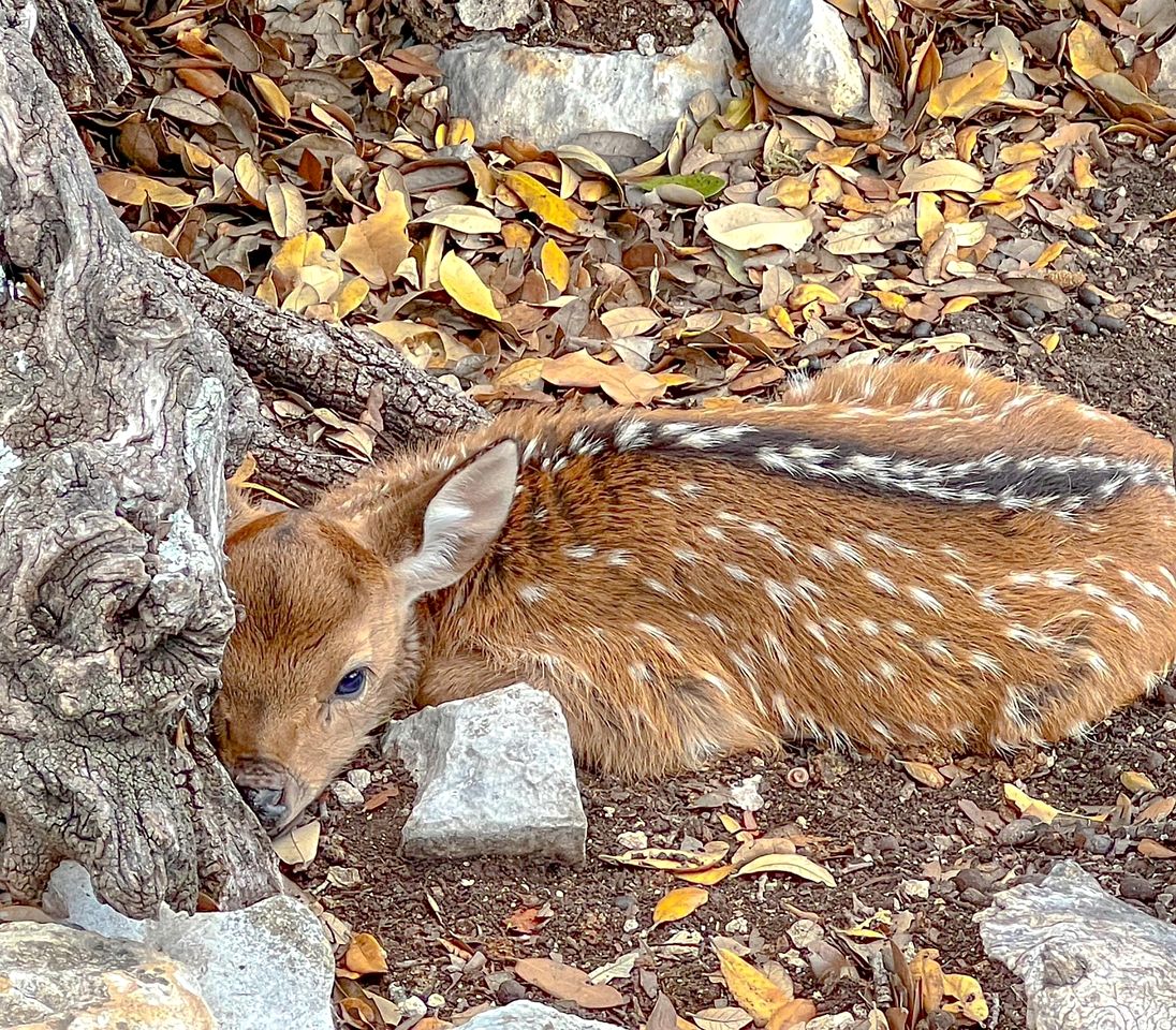 Cozy Glamping Yurt with Wildlife Views near Mountain Home, Texas