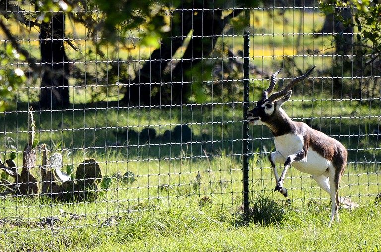 Cabins (United States of America, Mountain Home, Texas)