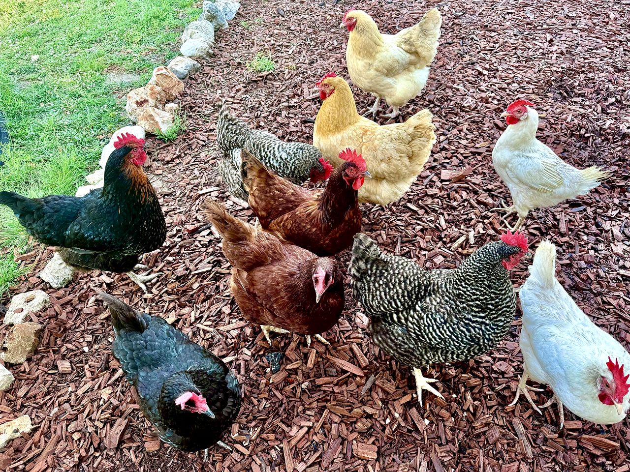 Cozy Glamping Yurt with Wildlife Views near Mountain Home, Texas