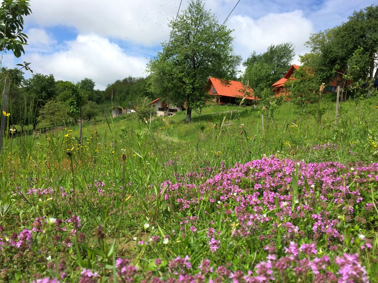 Cozy Holiday Rental on Acres of Countryside in Transylvania, Romania