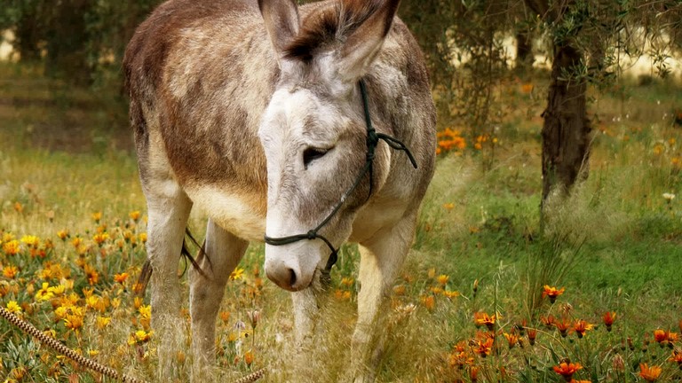 Tiny Houses (Australia, Tresco, Victoria)