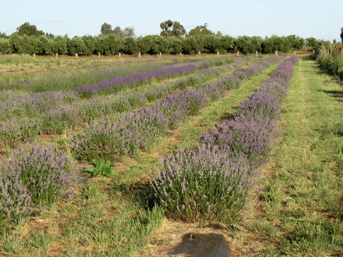 Tiny Houses (Australia, Tresco, Victoria)