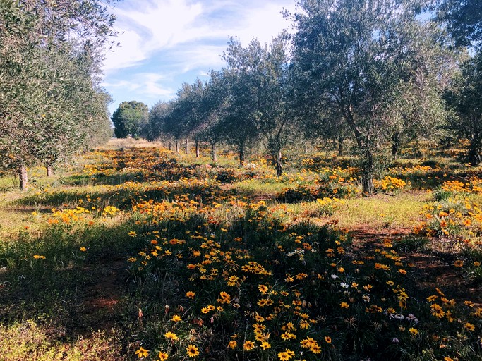 Tiny Houses (Australia, Tresco, Victoria)