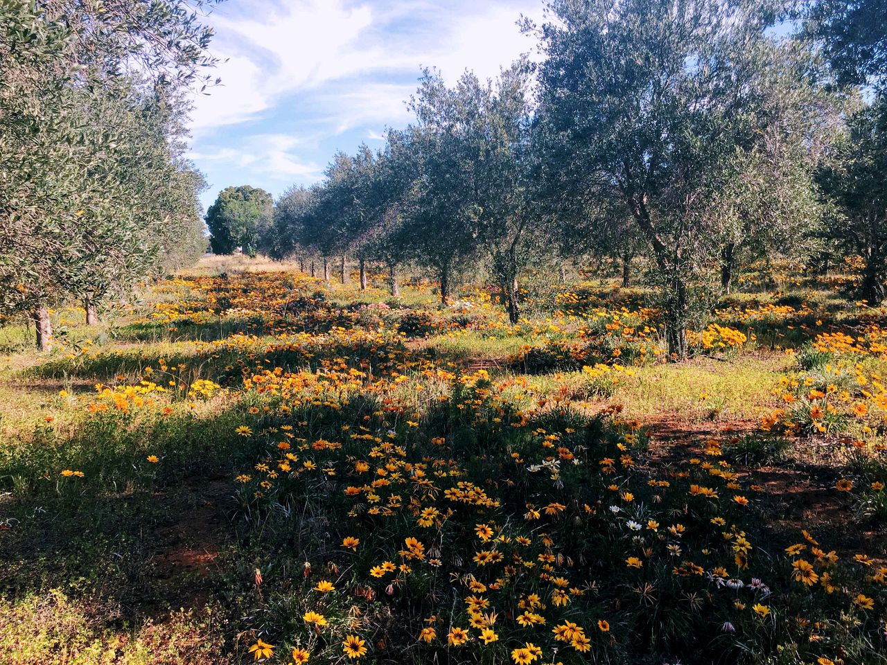 Cozy Living in Lake Boga: Tiny House Paradise with Farm Animal Companions