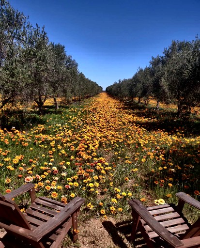 Tiny Houses (Australia, Tresco, Victoria)