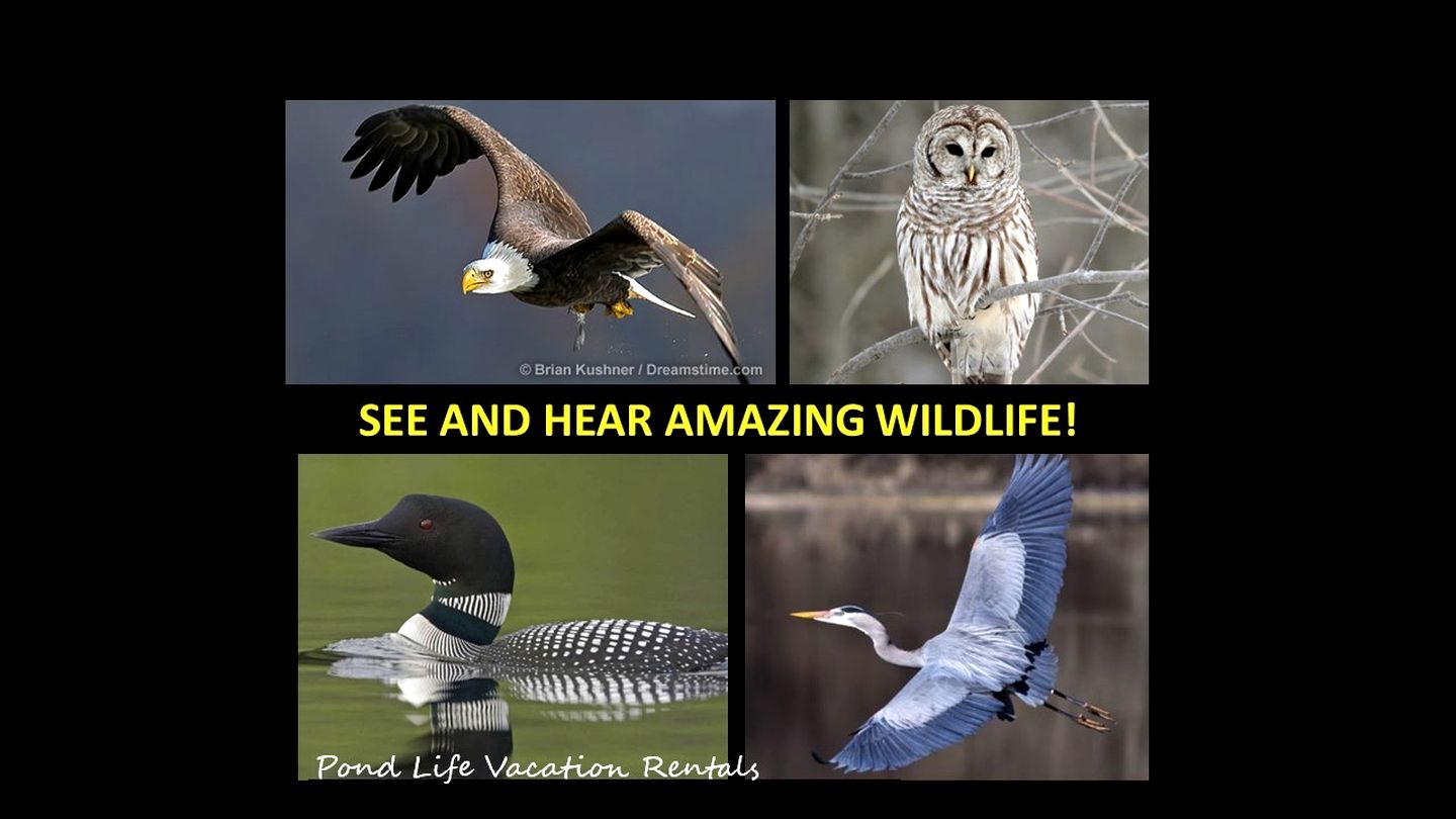 Cozy Pet-Friendly Cabin by the Water at Rockybound Pond for a Memorable Family Adventure in Croydon, New Hampshire