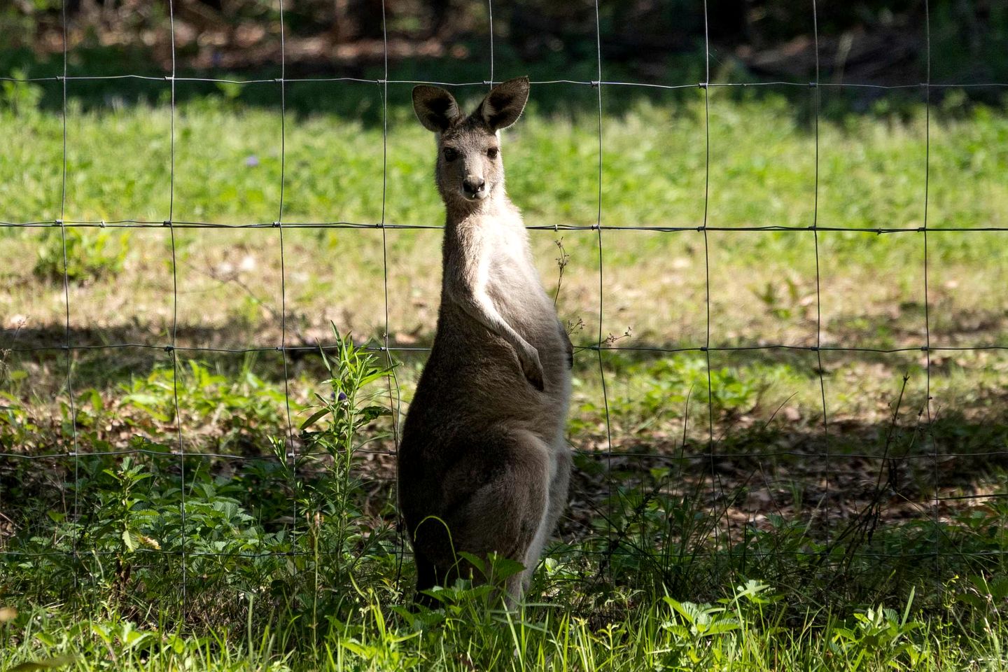 Cozy Pet-Friendly Tiny House with Bushland Wildlife Escape near Fraser Island, Fraser Coast Queensland