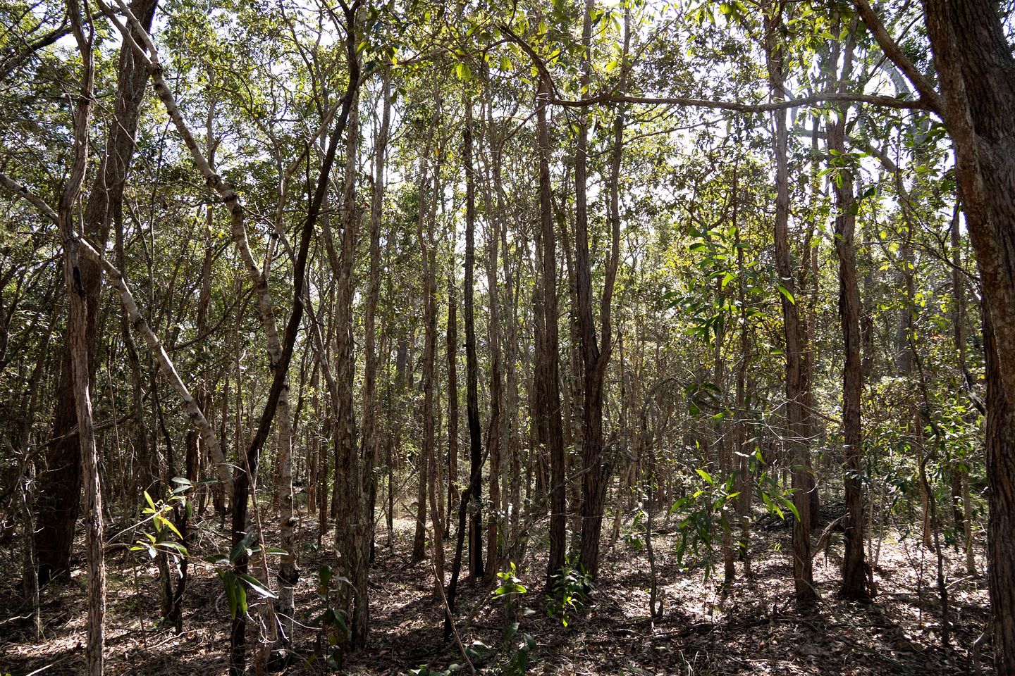 Cozy Pet-Friendly Tiny House with Bushland Wildlife Escape near Fraser Island, Fraser Coast Queensland