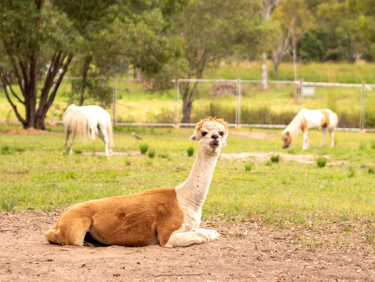 Cozy Pet-Friendly Tiny House with Barbecue and Firepit in Queensland, Australia