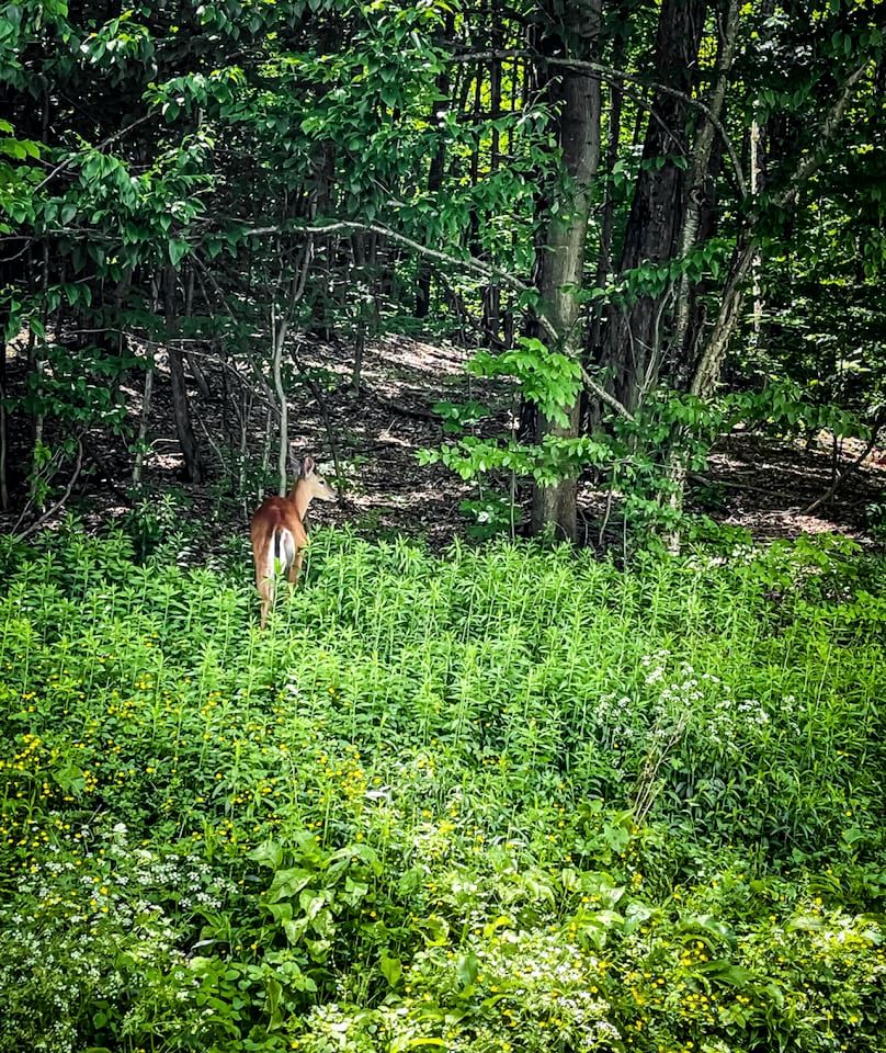 Warm & Inviting Cabin Retreat Perfect for Year-Round Escapes in Denver, New York
