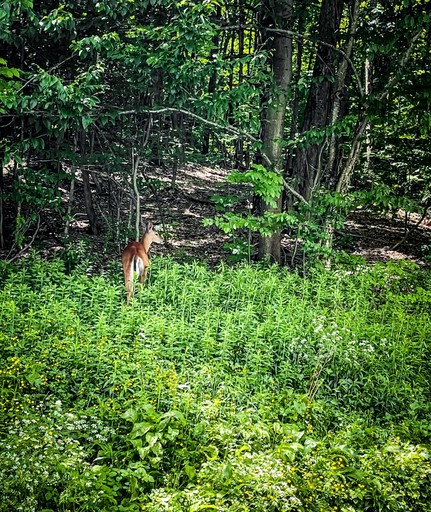 Cabins (United States of America, Denver, New York)