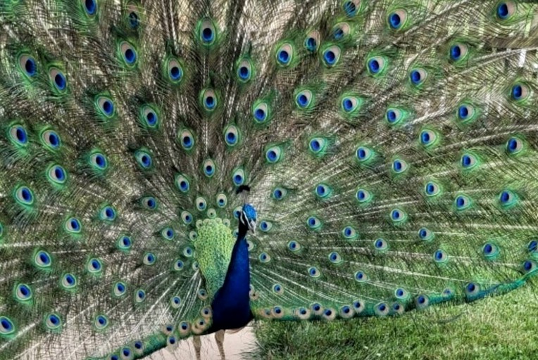 Safari Tents (United States of America, Mount Jackson, Virginia)