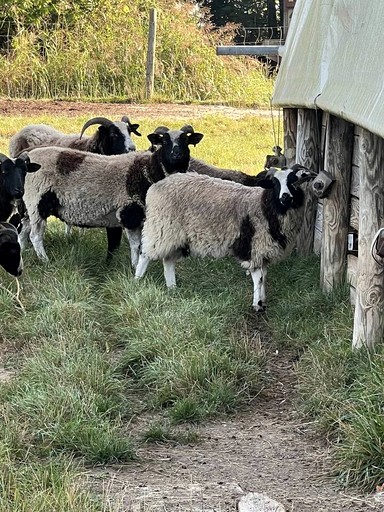 Safari Tents (United States of America, Mount Jackson, Virginia)