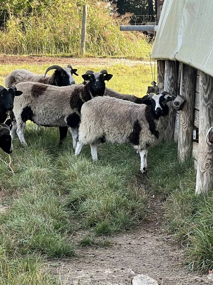 Cozy Safari Tent with Barbecue and Fire Pit in Mount Jackson, Virginia