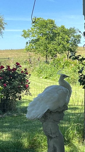 Safari Tents (United States of America, Mount Jackson, Virginia)