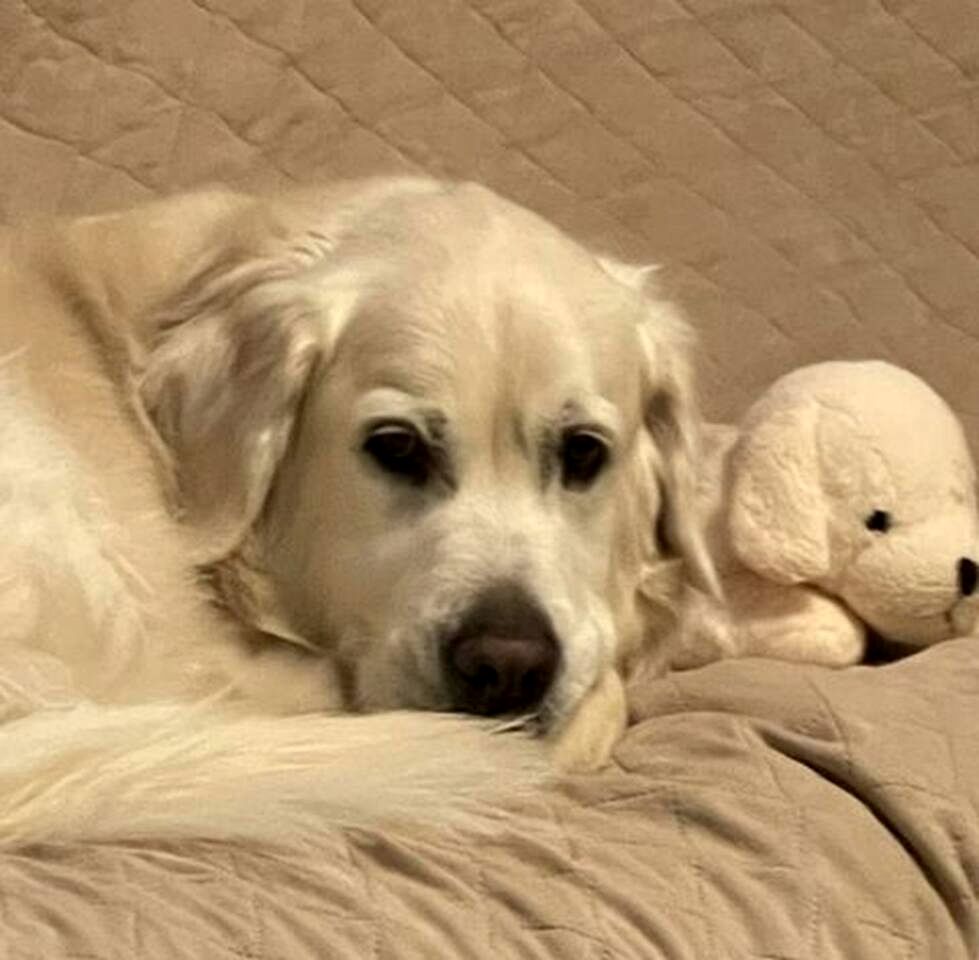 Cozy Safari Tent with Barbecue and Fire Pit in Mount Jackson, Virginia