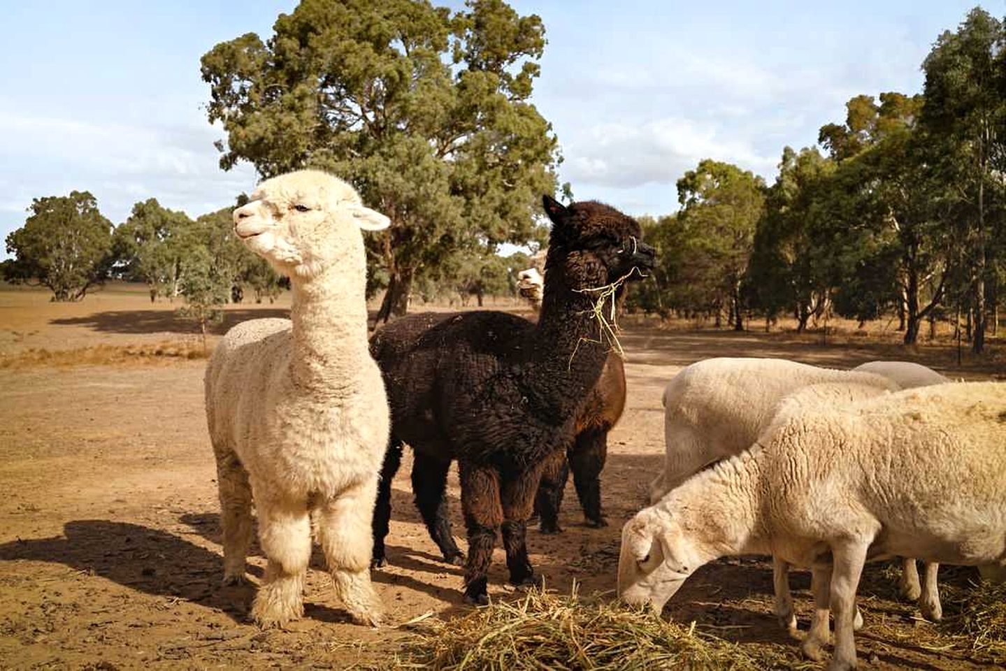 Cozy Secluded Tiny House in Arahat, Victoria