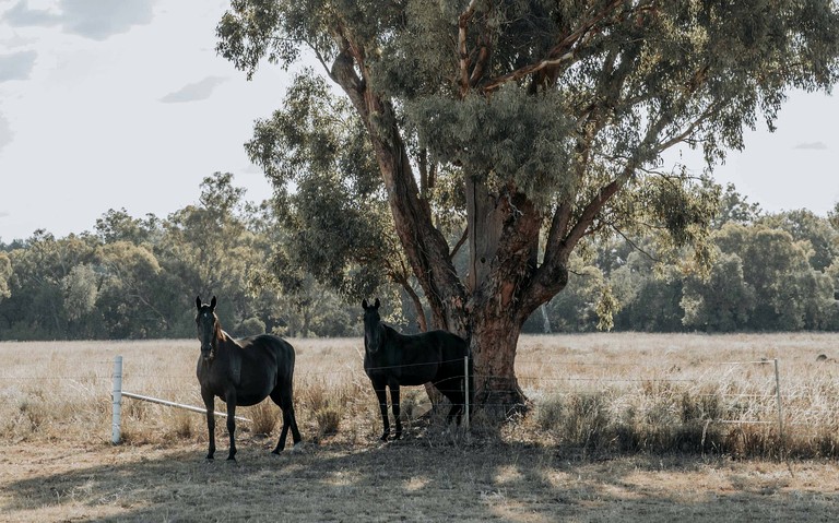Tiny Houses (Australia, Warialda, New South Wales)
